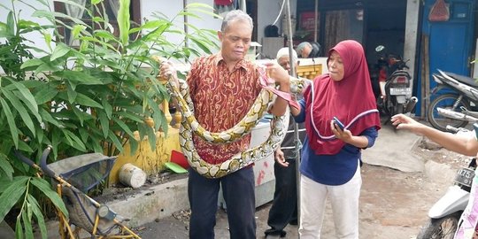 Ular Sanca Hebohkan Pengunjung Pasar di Lumajang