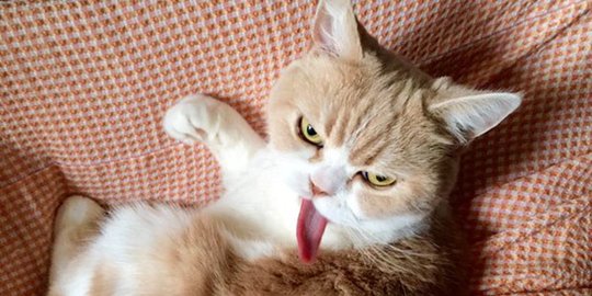 Penyebab Kucing Nakal dan Cara Mengatasinya, Pecinta Kucing Wajib Tahu
