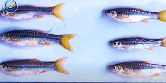 Ikan Wader di Alam Terancam Punah, Ini Penjelasan Pakar UGM