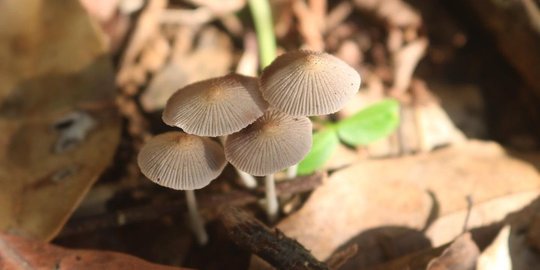 Ilmuwan Ungkap Jamur Berbicara Satu Sama Lain di Hutan