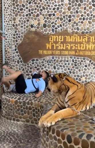 niat ingin foto bareng harimau pria ini lari terbirit sampai sujud kenapa