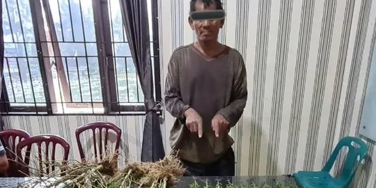 Miliki Ladang Ganja, Seorang Pria Paruh Baya di Tanah Karo Berhasil Ditangkap Polisi