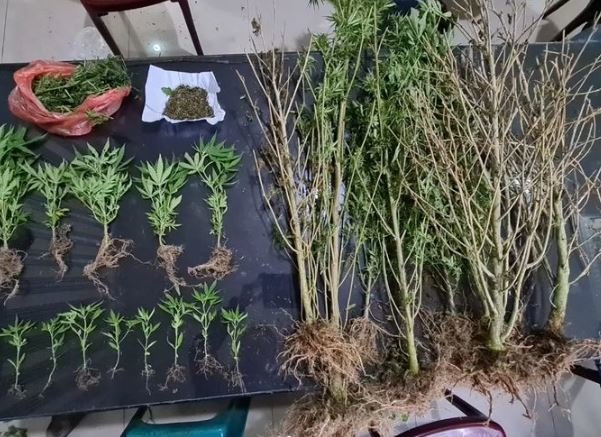 pelaku kepemilikan ladang ganja di tanah karo