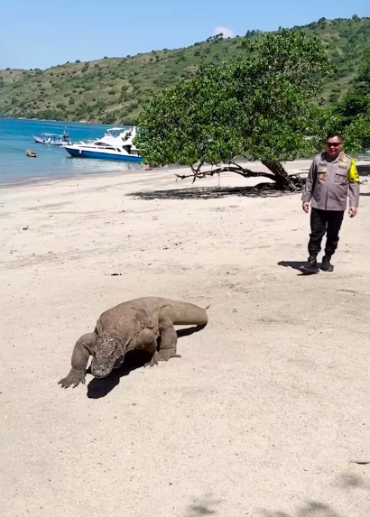 komjen fadil imran di pulau komodo ada momen sang jenderal ikuti hewan reptil