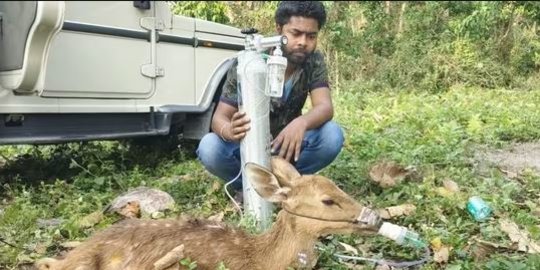 Aksi Pria Ini Tuai Pujian, Bantu Rusa Bernapas dengan Tabung Oksigen