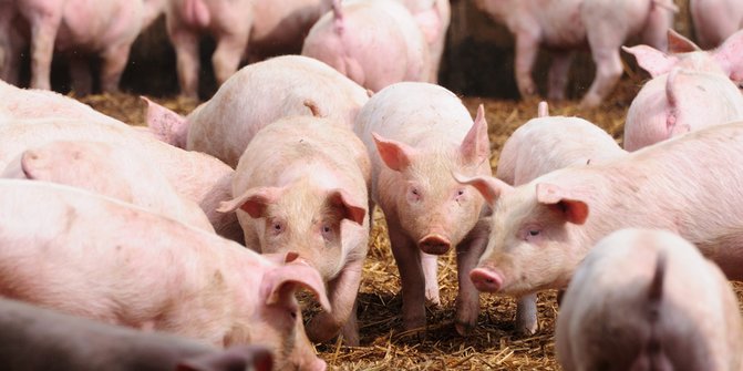 Ditolak Masuk, Ekspor Babi Indonesia ke Singapura Turun 52,46 Persen