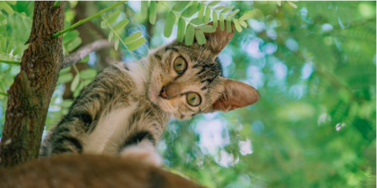 Sains Ungkap Cara Terbaik untuk Curi Perhatian Kucing Jalanan