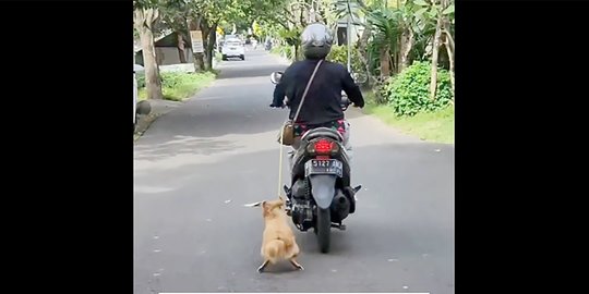 Viral Pengendara Motor Seret Anjing di Bali, Polisi Turun Tangan