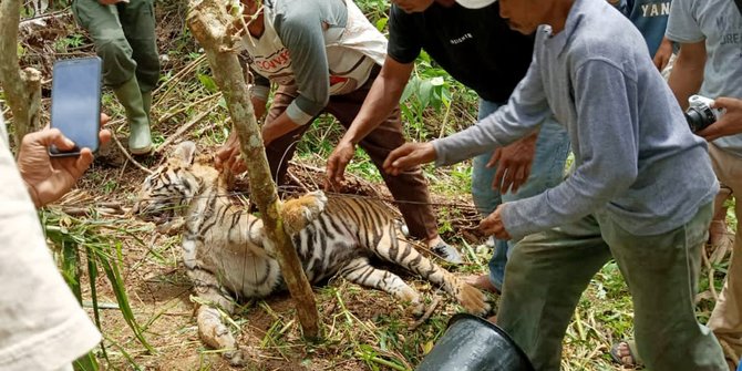 Harimau Sumatera Mati Terkena Jerat Babi di Ladang Warga Pasaman Sumbar