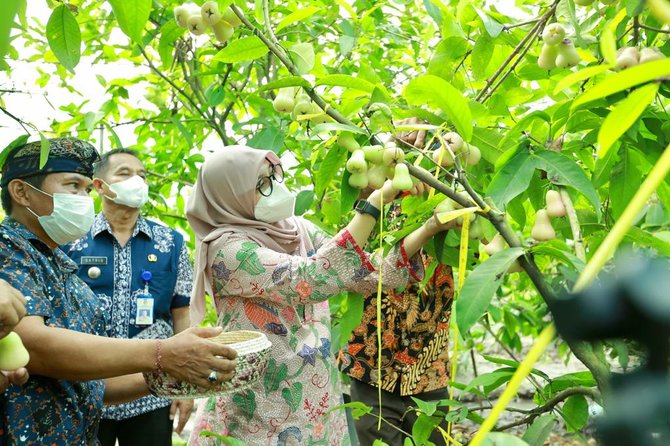 pemkab banyuwangi kembali menggelar program jagoan tani