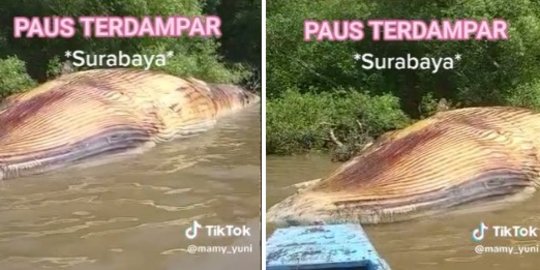 3 Fakta Baru Paus Balin Mati di Pesisir Surabaya, Peneliti Ungkap Potensi Ini