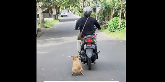 Pengendara Motor Seret Anjing di Bali Akhirnya Diamankan Polisi, Begini Ceritanya