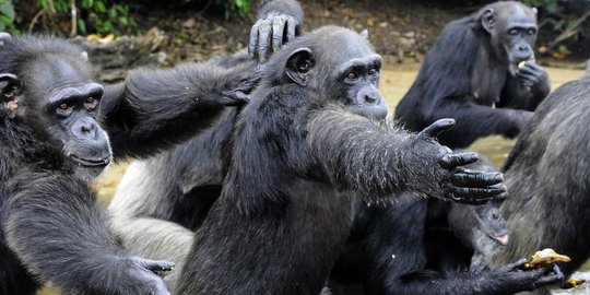 Ilmuwan Ungkap Bahasa yang Digunakan Simpanse untuk Berkomunikasi, Begini Bunyinya