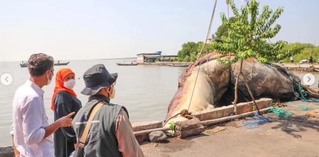 khofifah tinjau proses evakuasi paus balin