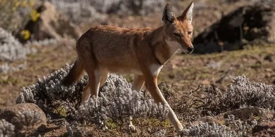 Ilmuwan Temukan Fosil Pertama Serigala yang Hidup di Ethiopia 1,5 Juta Tahun Lalu