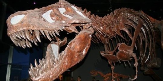Fosil Dinosaurus Spesies Baru Ditemukan, Predator Ini Bisa Gulingkan Bus