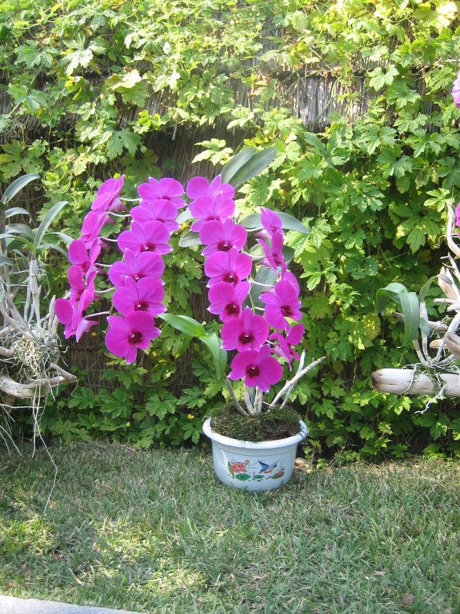 bunga anggrek dendrobium kimilsungia
