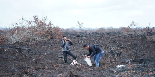 Polisi Ringkus Enam Pelaku Pembakaran Lahan di Riau, Ada Ayah dan Anak