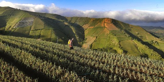 Bikin Adem, Begini Indahnya Kebung Terasering Panyaweuyan di Majalengka