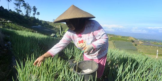 Petani Keluhkan Pupuk Makin Mahal dan Sulit Didapat