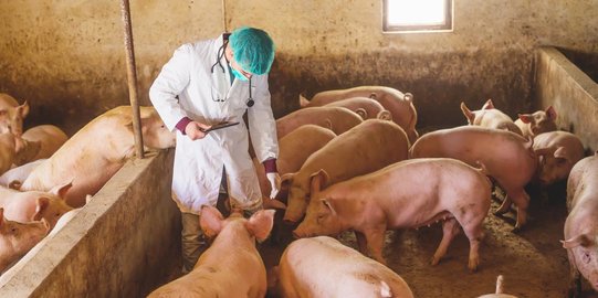 Pemprov Jabar Telusuri Kasus Flu Babi Afrika di Kuningan dan Bogor, Begini Hasilnya