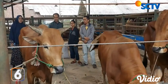 Melihat Harga Sapi Kurban di Tasik Sebulan Jelang Iduladha, Rata-Rata Naik Rp1-2 Juta