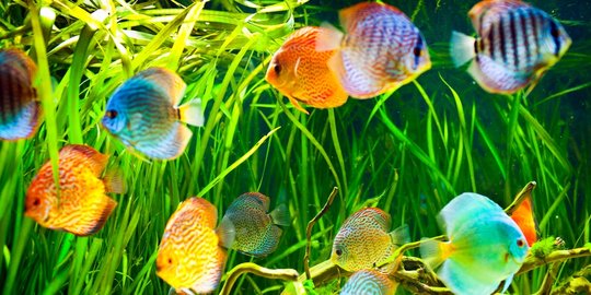 Viral Video Ikan Bisa Berubah-ubah Warna, Cek Faktanya