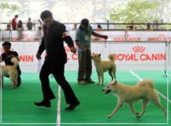 lomba ketangkasan anjing yang diselenggarakan perkin