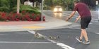 Pria Ini Tewas Saat Bantu Kawanan Bebek Menyeberang Jalan, Ini Sebabnya