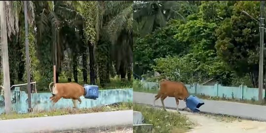 Viral Video Sapi Kepalanya Masuk Drum Plastik, Bikin Heran Warganet