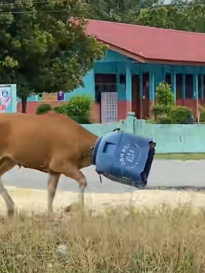 viral video sapi lari masuk drum plastik bikin ngakak