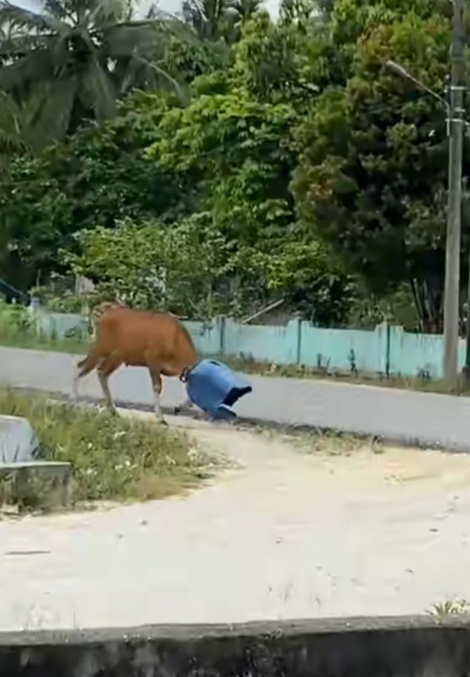 viral video sapi lari masuk drum plastik bikin ngakak