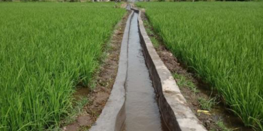 Andalkan Irigasi dan Sumur Resapan, Petani Organik Siap Hadapi El-Nino