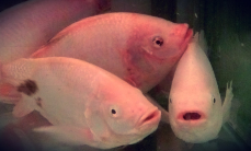ikan nila varietas unggul