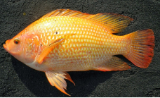 ikan nila varietas unggul