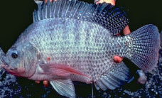 ikan nila varietas unggul