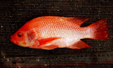 ikan nila varietas unggul