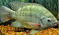 ikan nila varietas unggul
