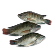 ikan nila varietas unggul