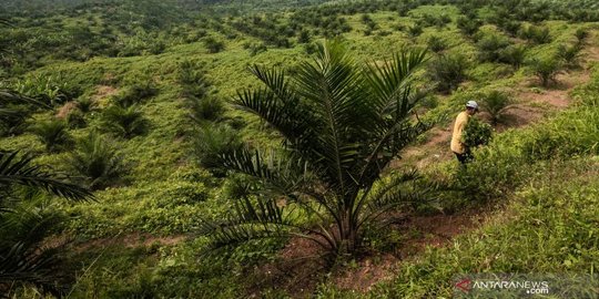 Tasril Husin, Pria Minang Sukses Bangun Kerajaan Bisnis Kelapa Sawit di Kalimantan