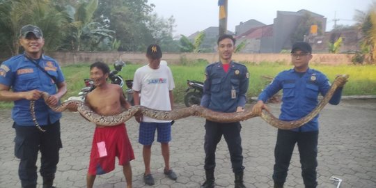 Depok Rawan Ular, Warga Laporkan Penemuan Empat Ekor Sanca Besar dalam Sehari