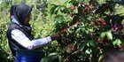 Kopi Khas Sumsel Laku Keras tapi Produksi Stagnan, Langkah Ini Mesti Dilakukan Petani