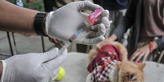 Sudin KPKP Jakarta Selatan Gelar Vaksin Rabies Gratis untuk Cegah Penyakit Menular