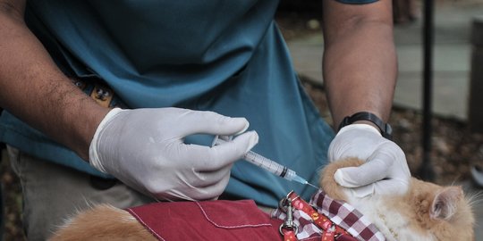 Tujuh Wilayah di Timor Tengah Selatan NTT Telah Terinfeksi Rabies