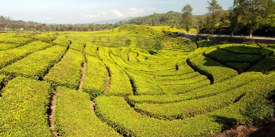 Penuhi Standar Eropa, Teh Indonesia Ditarget Bisa Berjaya di Pasar Global