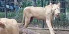 Viral Singa Putih Lemas di Faunaland Ancol, Ini Penjelasan Pengelola