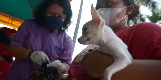 Infeksi Rabies Ditemukan di 7 Kecamatan, Pemkab TTS Tetapkan KLB