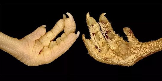 Terobosan Evolusi, Ilmuwan Mampu Ubah Kaki Ayam Bersisik Jadi Berbulu