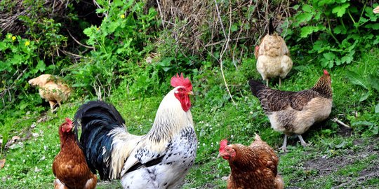 terobosan evolusi, ilmuwan mampu ubah kaki ayam bersisik jadi berbulu
