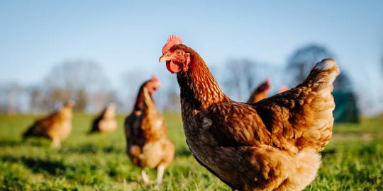 terobosan evolusi, ilmuwan mampu ubah kaki ayam bersisik jadi berbulu